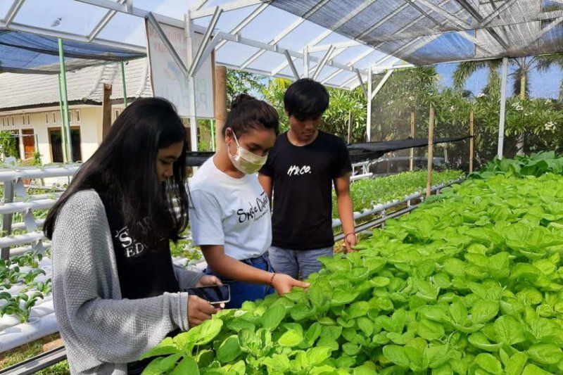 podiumnews.com-PLN Bali Dorong Masyarakat Manfaatkan Tenaga Listrik untuk Hidroponik